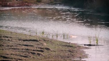 Bardia Milli Parkı, Nepal - nakit Crocodilus palustris Crocodylidae ailesi içinde soyguncu timsah 