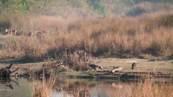 尼泊尔巴尔迪亚国家公园的长毛颈鹳 强盗鳄鱼和斑点鹿 — 图库视频影像