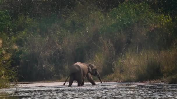 Азиатский Слон Национальном Парке Бардия Непал Вид Elephas Maximus Family — стоковое видео