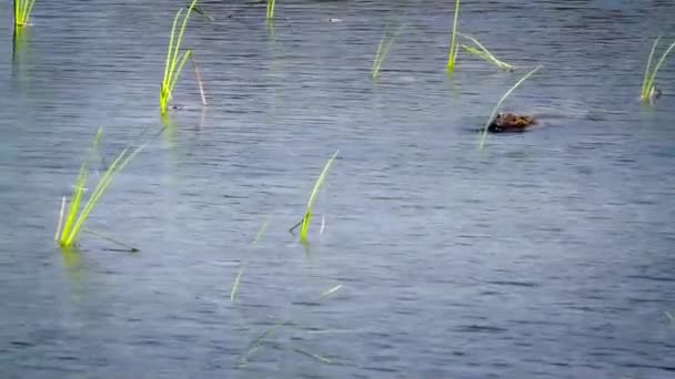 强盗鳄鱼在巴尔迪亚国家公园 尼泊尔 Crocodilus Palustris Crocodylidae — 图库视频影像