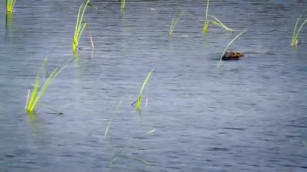 Mugger Crocodile Nel Parco Nazionale Bardia Nepal Specie Crocodilus Palustris — Video Stock