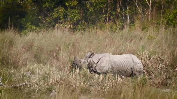 Velký Jednorohý Nosorožec Národním Parku Bardií Nepál Specie Rhinoceros Unicornis — Stock video