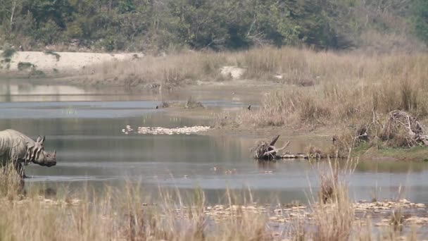 Velký Jednorohý Nosorožec Národním Parku Bardií Nepál Specie Rhinoceros Unicornis — Stock video