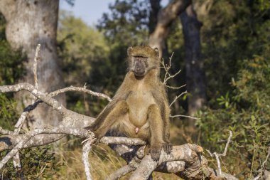 Chacma maymun Kruger National park, Güney Afrika için; Nakit Papio ursinus ailesi Cercopithecidae