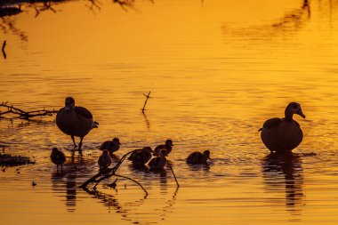 Mısır kaz Kruger National park, Güney Afrika için; Nakit Alopochen aegyptiaca ailesinin Anatidae