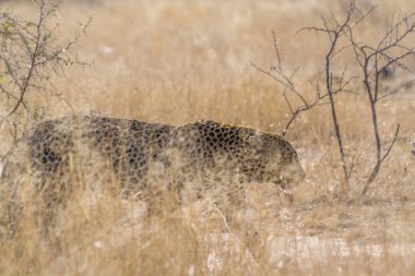 Leopar Kruger National park, Güney Afrika için; Nakit Panthera pardus ailesi kedigiller