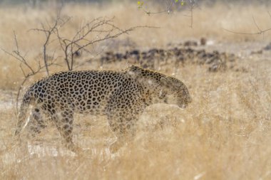 Leopar Kruger National park, Güney Afrika için; Nakit Panthera pardus ailesi kedigiller
