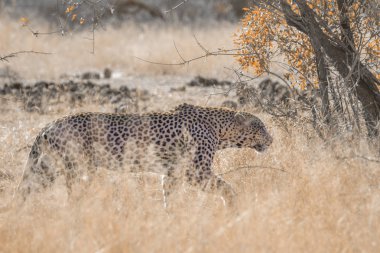 Leopar Kruger National park, Güney Afrika için; Nakit Panthera pardus ailesi kedigiller