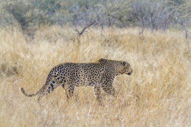 Leopar Kruger National park, Güney Afrika için; Nakit Panthera pardus ailesi kedigiller