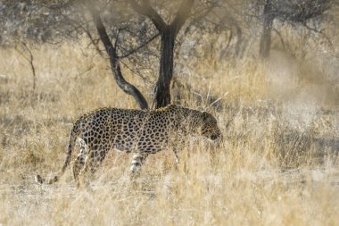 Leopar Kruger National park, Güney Afrika için; Nakit Panthera pardus ailesi kedigiller