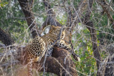 Leopar Kruger National park, Güney Afrika için; Nakit Panthera pardus ailesi kedigiller