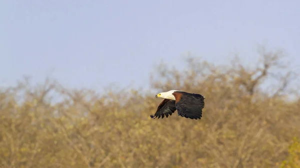 Africký Orel Mořský Národním Parku Kruger Jihoafrická Republika Druh Haliaeetus — Stock fotografie