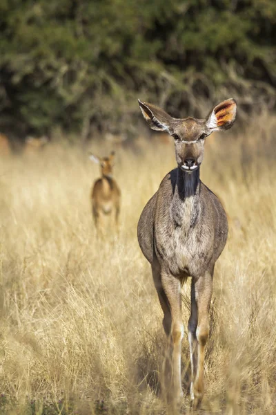 Większa Kudu Kruger National Park Afryka Południowa Specie Tragelaphus Strepsiceros — Zdjęcie stockowe