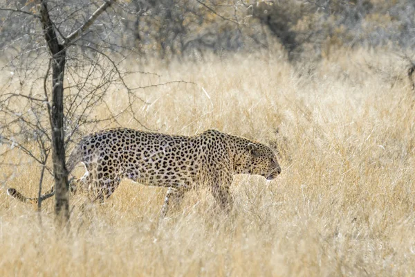 Leopard Kruger Nemzeti Park Dél Afrika Specie Panthera Pardus Család — Stock Fotó