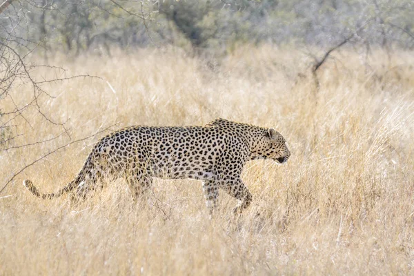 Leopar Kruger National park, Güney Afrika için; Nakit Panthera pardus ailesi kedigiller