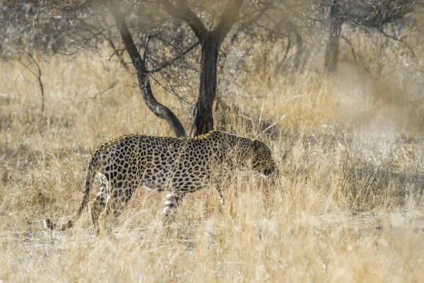 Фасад Национальном Парке Крюгера Южная Африка Specie Panthera Pardus Family — стоковое фото