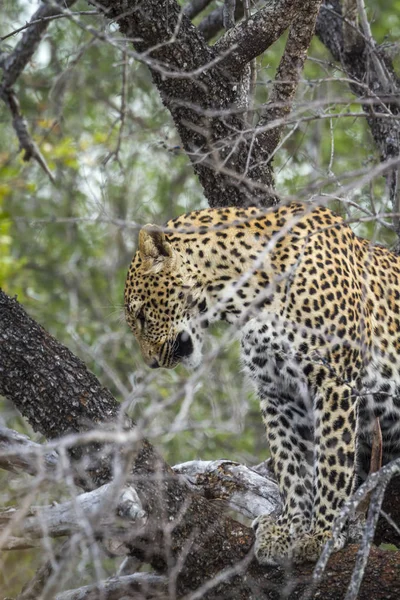 Leopard Yalaban Sri Lanka Specie Panthera Pardus Család Macskafélék — Stock Fotó