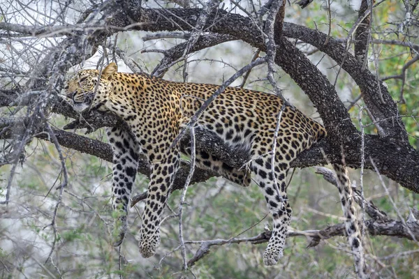 Leopar Kruger National park, Güney Afrika için; Nakit Panthera pardus ailesi kedigiller