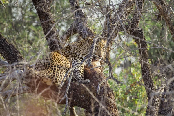 Leopard Kruger Nationalpark Südafrika Art Panthera Pardus Familie Der Felidae — Stockfoto