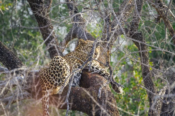 Léopard Dans Parc National Kruger Afrique Sud Espèce Panthera Pardus — Photo