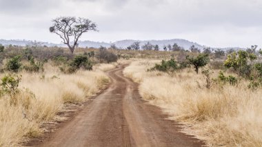 Gravel road S114 in Afsaal area in Kruger National park, South Africa clipart