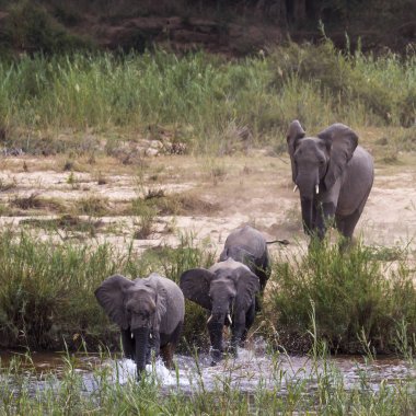 Afrika bush fil Kruger National park, Güney Afrika için; Nakit Loxodonta africana ailesi fil