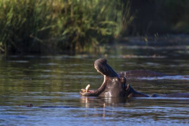 Su aygırı Kruger National park, Güney Afrika için; Nakit su aygırı amphibius ailesi Hippopotamidae