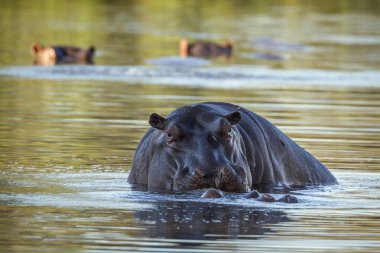 Su aygırı Kruger National park, Güney Afrika için; Nakit su aygırı amphibius ailesi Hippopotamidae