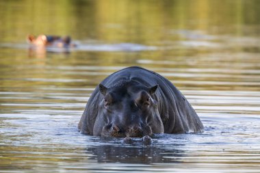 Su aygırı Kruger National park, Güney Afrika için; Nakit su aygırı amphibius ailesi Hippopotamidae