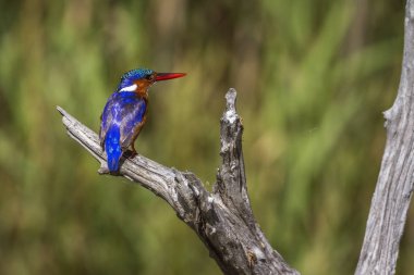 Malakit kingfisher Kruger National park, Güney Afrika için; Nakit Corythornis cristatus ailesi Alcedinidae