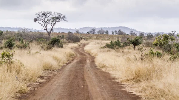 Gravel road S114 in Afsaal area in Kruger National park, South Africa