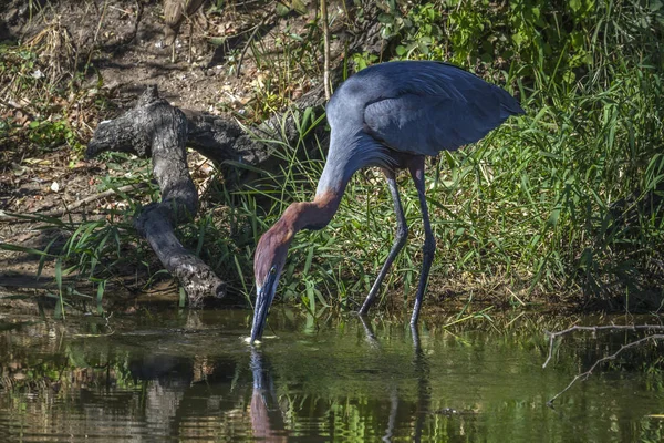 Goliath heron Kruger National park, Güney Afrika için; Nakit Ardea goliath ailesi Ardeidae