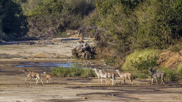 Greater Kudu Kruger National Park Sudáfrica Specie Tragelaphus Strepsiceros Family —  Fotos de Stock