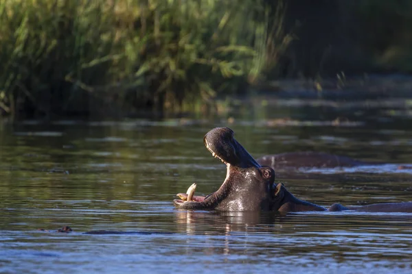 Su aygırı Kruger National park, Güney Afrika için; Nakit su aygırı amphibius ailesi Hippopotamidae