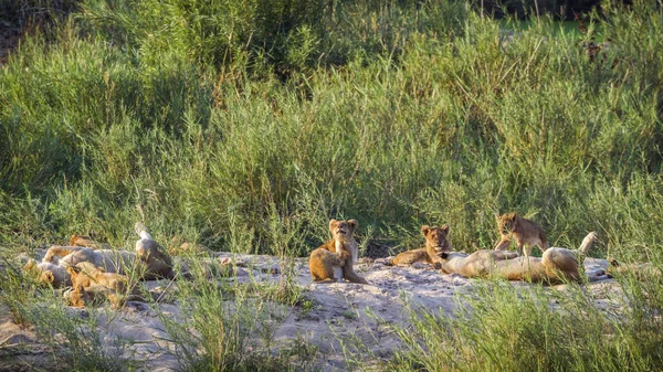 Lew Afrykański Parku Narodowym Kruger Republika Południowej Afryki Gatunek Panthera — Zdjęcie stockowe