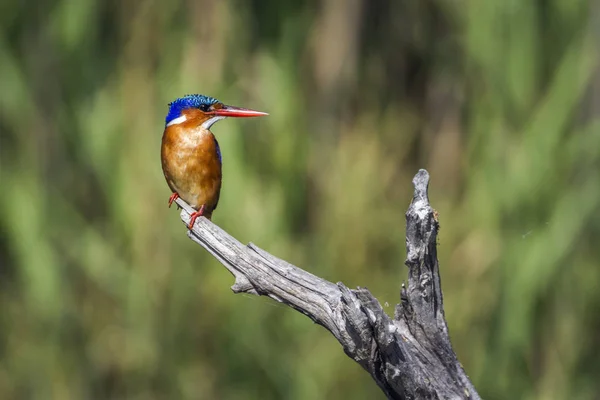 Malachite Kingfisher Kruger National Park South Africa Specie Corythornis Cristatus — Stock Photo, Image
