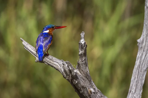 Malakit Kingfisher Kruger National Park Güney Afrika Için Nakit Corythornis — Stok fotoğraf