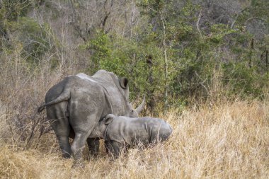 Güney beyaz gergedan Kruger National park, Güney Afrika için; Nakit Ceratotherium simum simum ailesi Rhinocerotidae