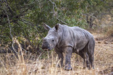 Güney beyaz gergedan Kruger National park, Güney Afrika için; Nakit Ceratotherium simum simum ailesi Rhinocerotidae