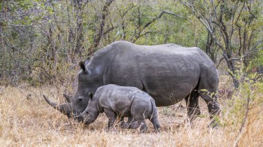 Güney beyaz gergedan Kruger National park, Güney Afrika için; Nakit Ceratotherium simum simum ailesi Rhinocerotidae