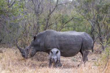 Güney beyaz gergedan Kruger National park, Güney Afrika için; Nakit Ceratotherium simum simum ailesi Rhinocerotidae