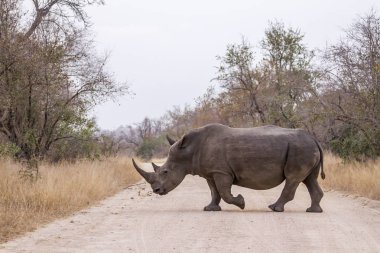 Güney beyaz gergedan Kruger National park, Güney Afrika için; Nakit Ceratotherium simum simum ailesi Rhinocerotidae