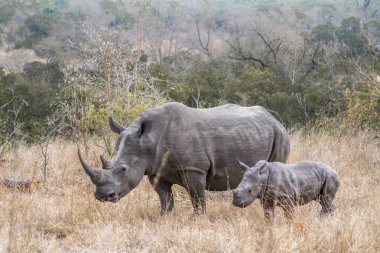 Güney beyaz gergedan Kruger National park, Güney Afrika için; Nakit Ceratotherium simum simum ailesi Rhinocerotidae