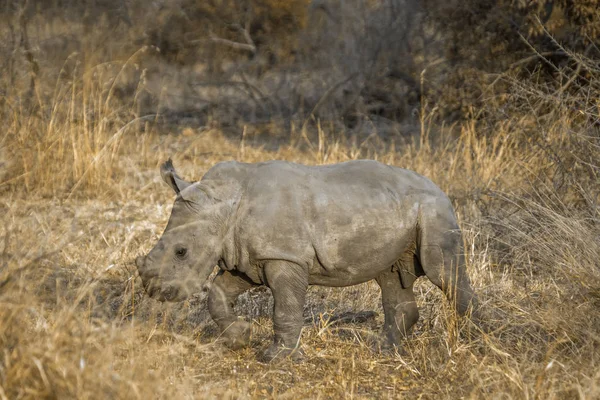 Южный Белый Носорог Национальном Парке Крюгер Южная Африка Вид Ceratotherium — стоковое фото