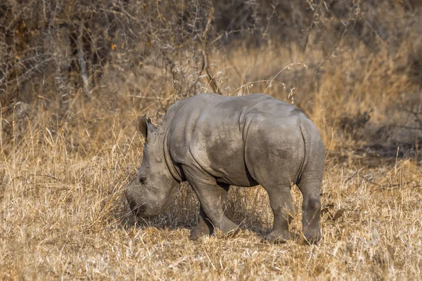 Güney beyaz gergedan Kruger National park, Güney Afrika için; Nakit Ceratotherium simum simum ailesi Rhinocerotidae