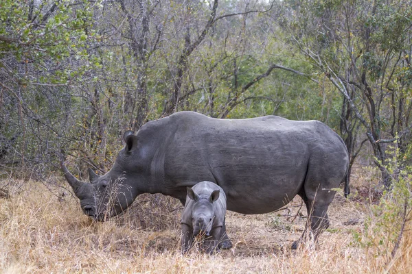 Rinoceronte Branco Sul Parque Nacional Kruger África Sul Espécie Ceratotherium — Fotografia de Stock