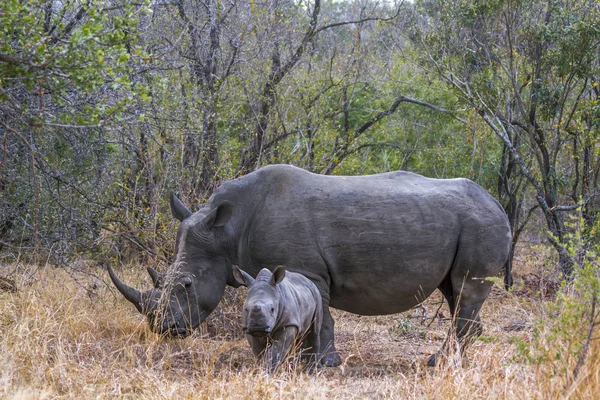 Southern White Rhinoceros Kruger National Park South Africa Specie Ceratotherium — Stock Photo, Image