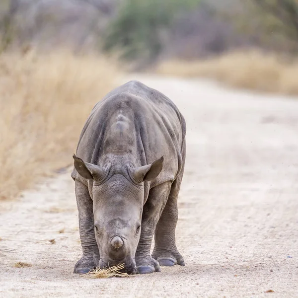 Güney beyaz gergedan Kruger National park, Güney Afrika için; Nakit Ceratotherium simum simum ailesi Rhinocerotidae