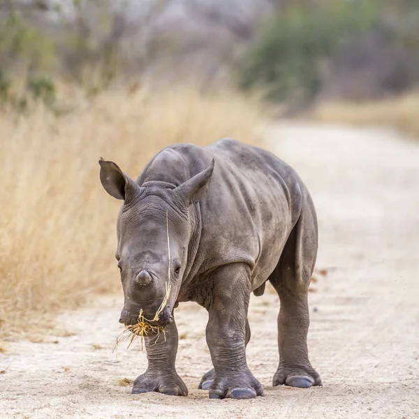 Güney beyaz gergedan Kruger National park, Güney Afrika için; Nakit Ceratotherium simum simum ailesi Rhinocerotidae