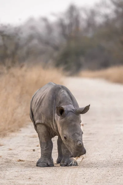 Südliches Breitmaulnashorn Kruger Nationalpark Südafrika Art Ceratotherium Simum Simum Familie — Stockfoto